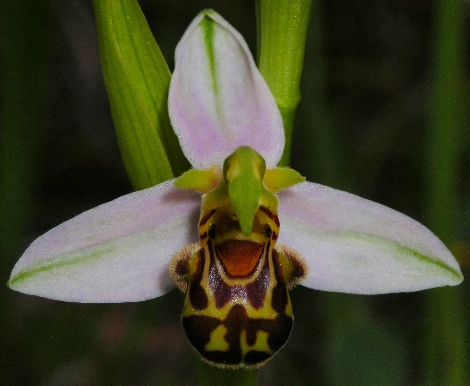 Orchidee dell''IBA - Fiume Biferno (CB)